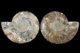 Agatized Ammonite Fossil - Madagascar #122407-1
